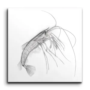 Grayscale Shrimp Illustration: Exquisite Detail Art