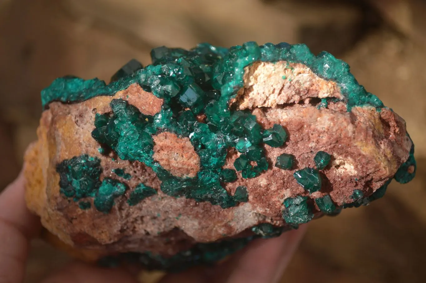 Natural Extra Large Emerald Dioptase Crystal Specimen x 1 From Likasi, Congo